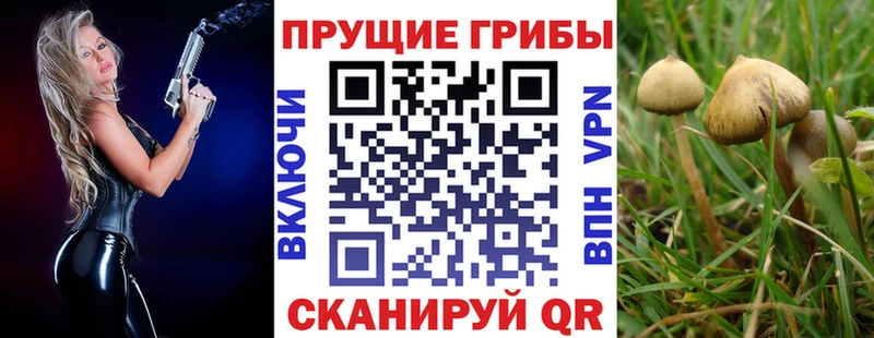 Галлюциногенные грибы Psilocybine cubensis Правдинск