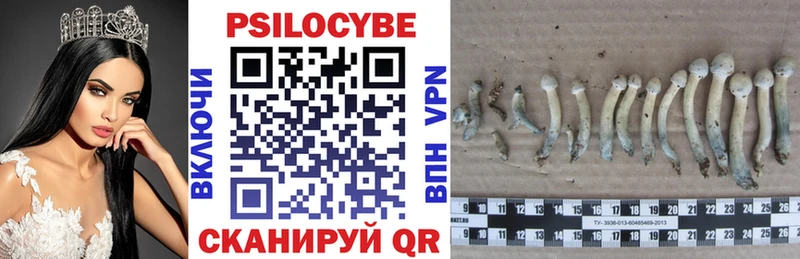 мега маркетплейс  Правдинск  Галлюциногенные грибы Psilocybine cubensis 