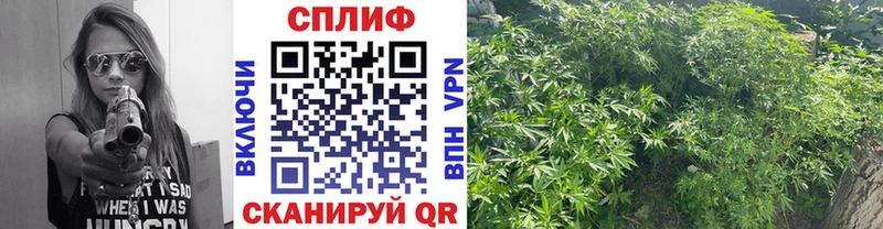Канабис планчик  сайты даркнета официальный сайт  Правдинск 